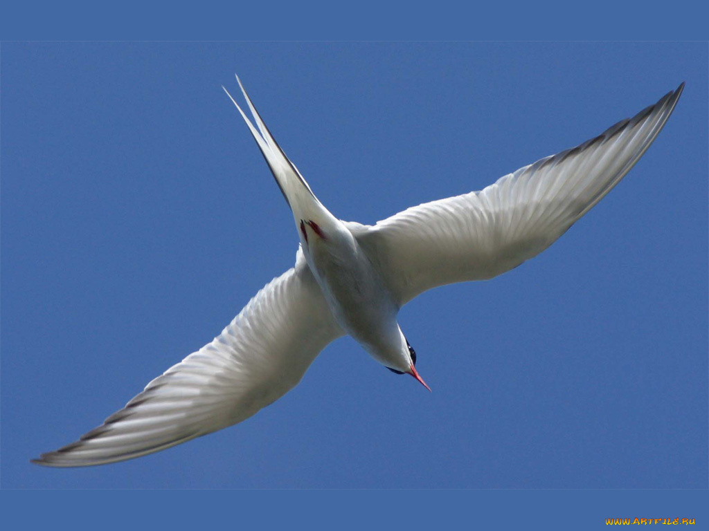 животные, Чайки, бакланы, крачки