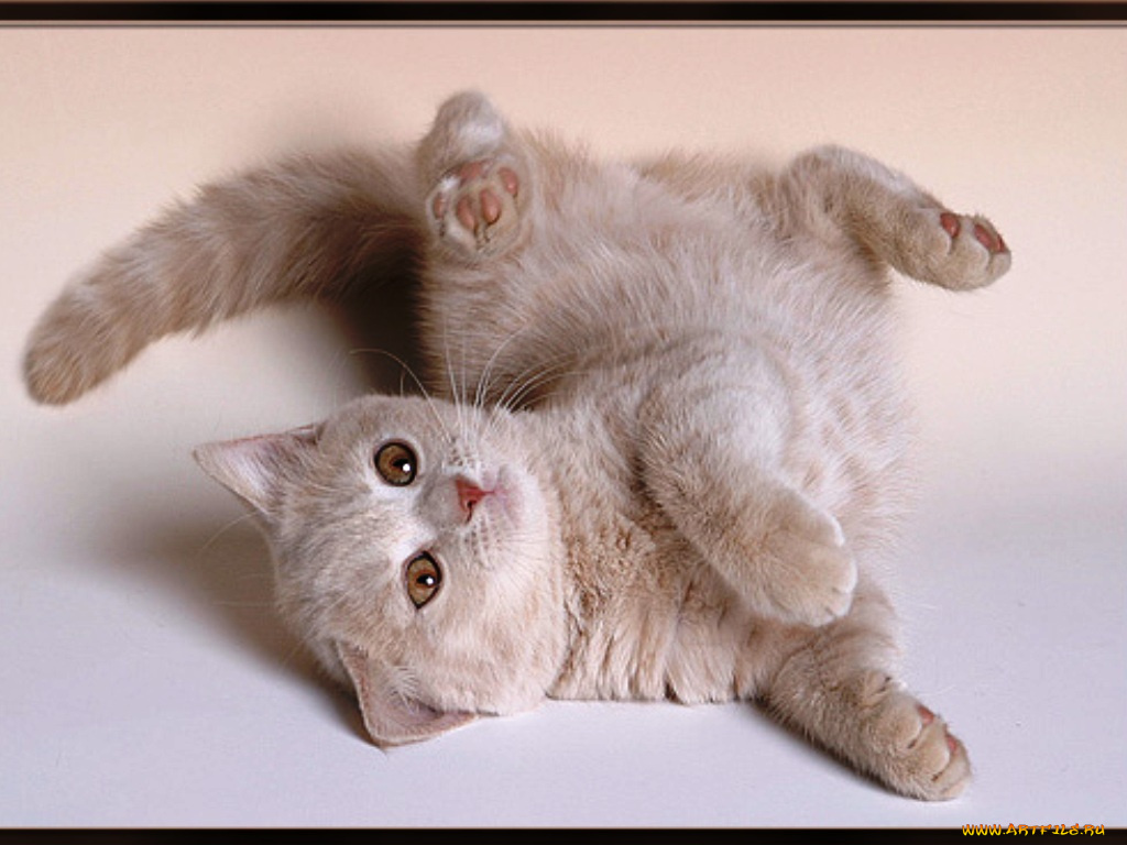 животные, коты