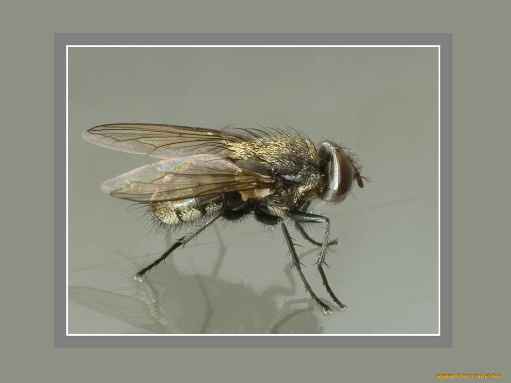 животные, насекомые