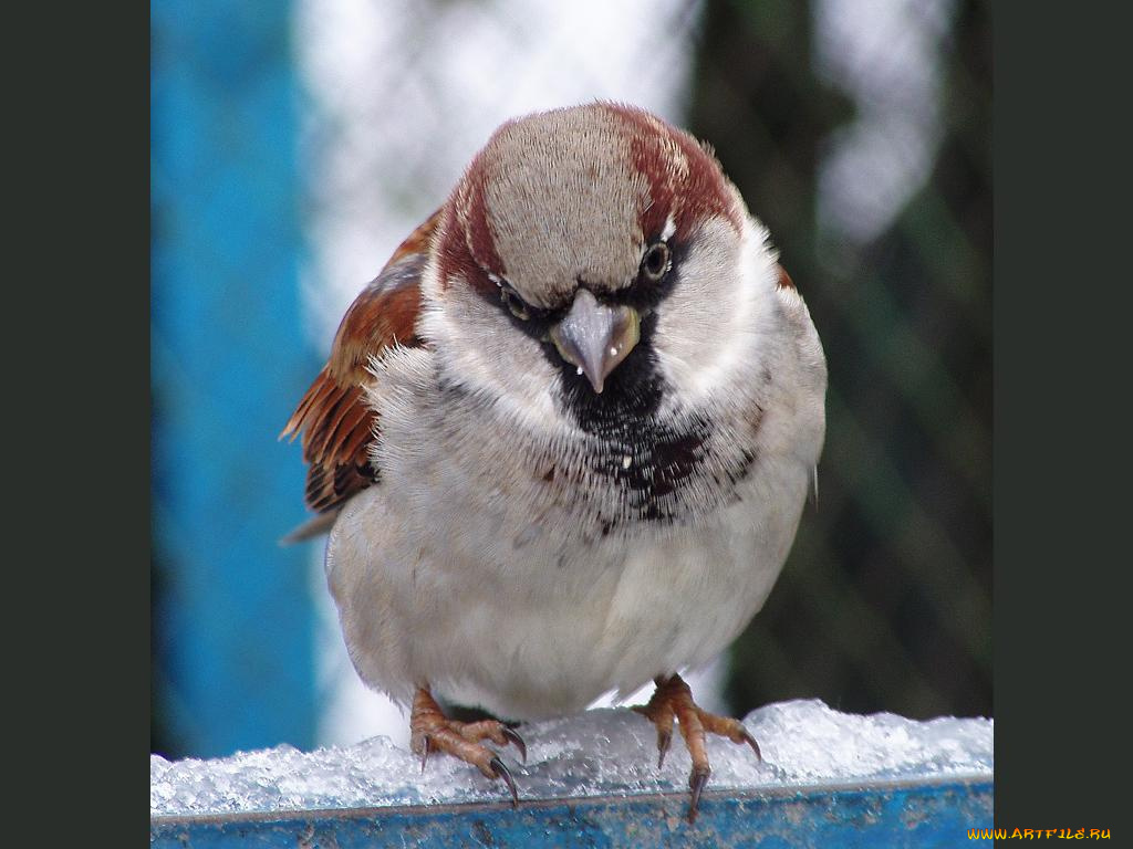 животные, воробьи