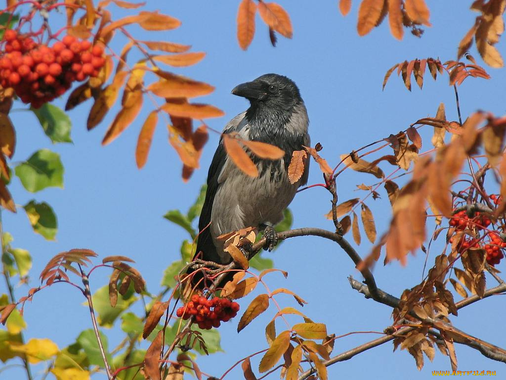 животные, вороны, грачи, галки
