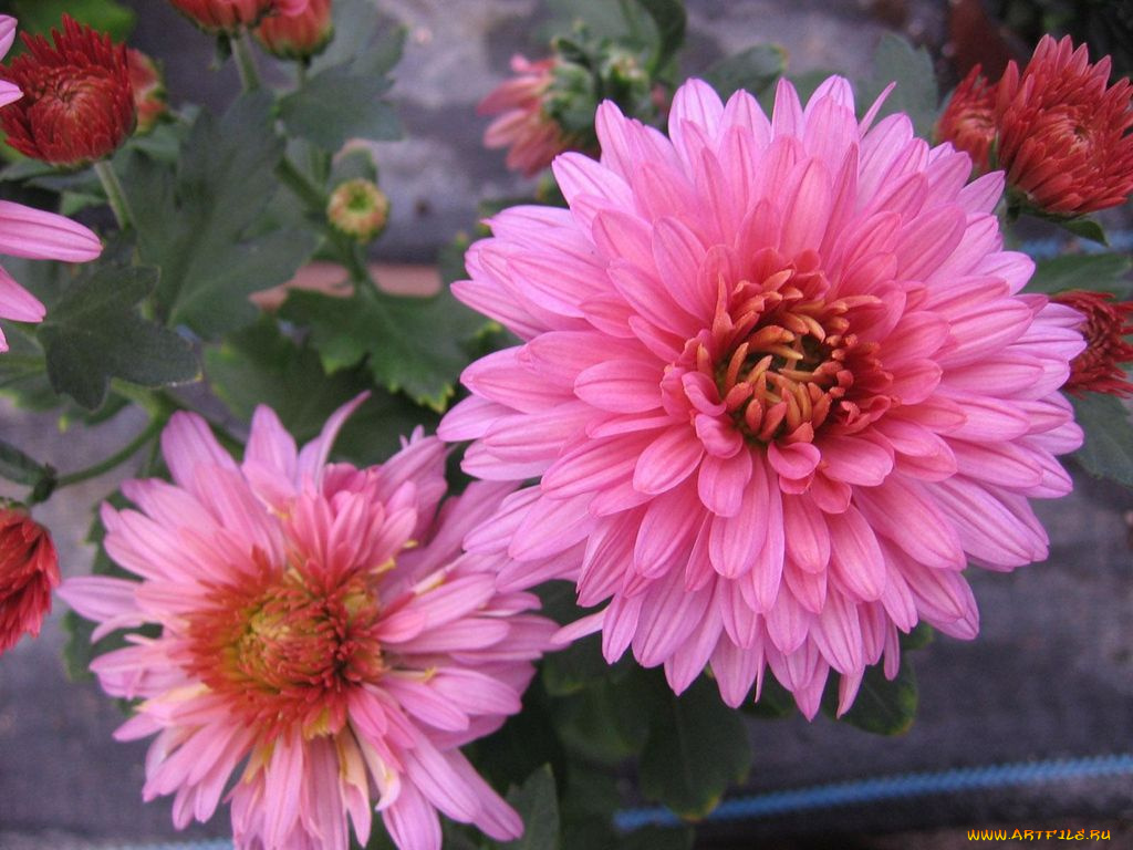 цветы, георгины