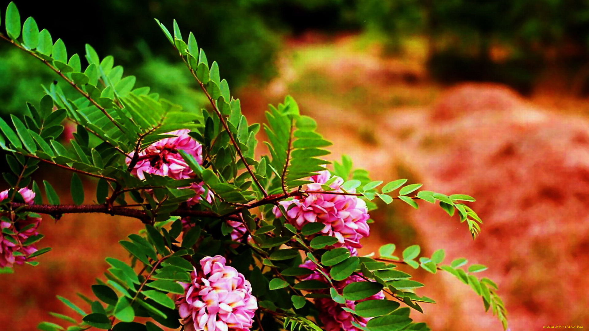 акация, цветы