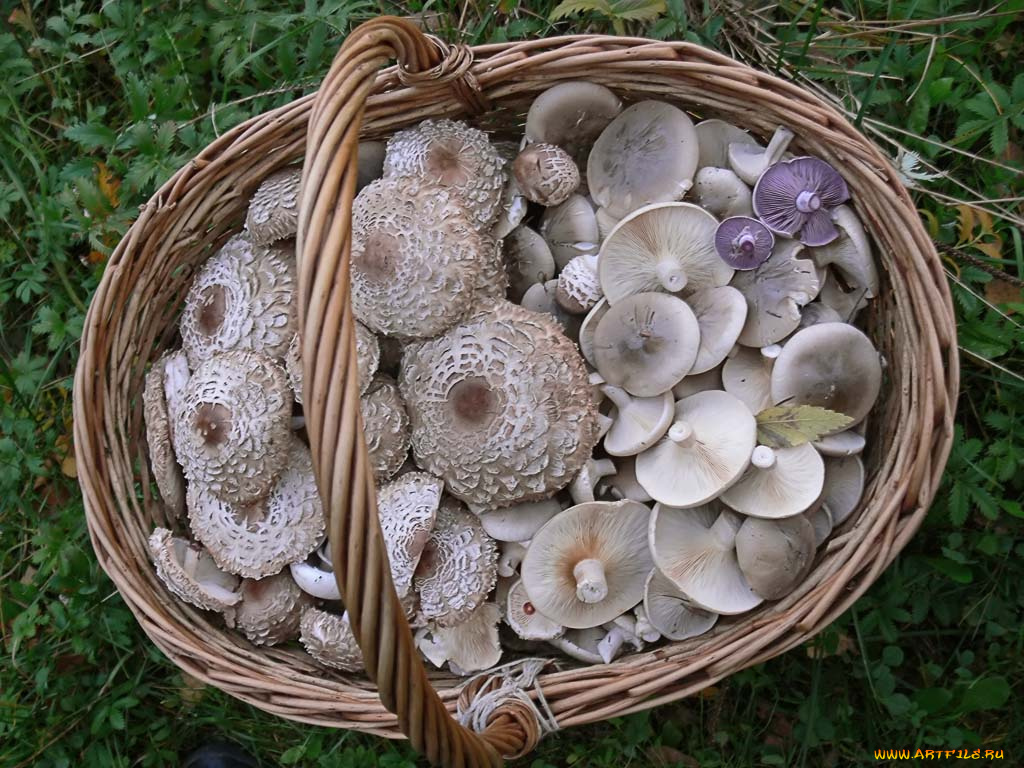 еда, грибы, грибные, блюда