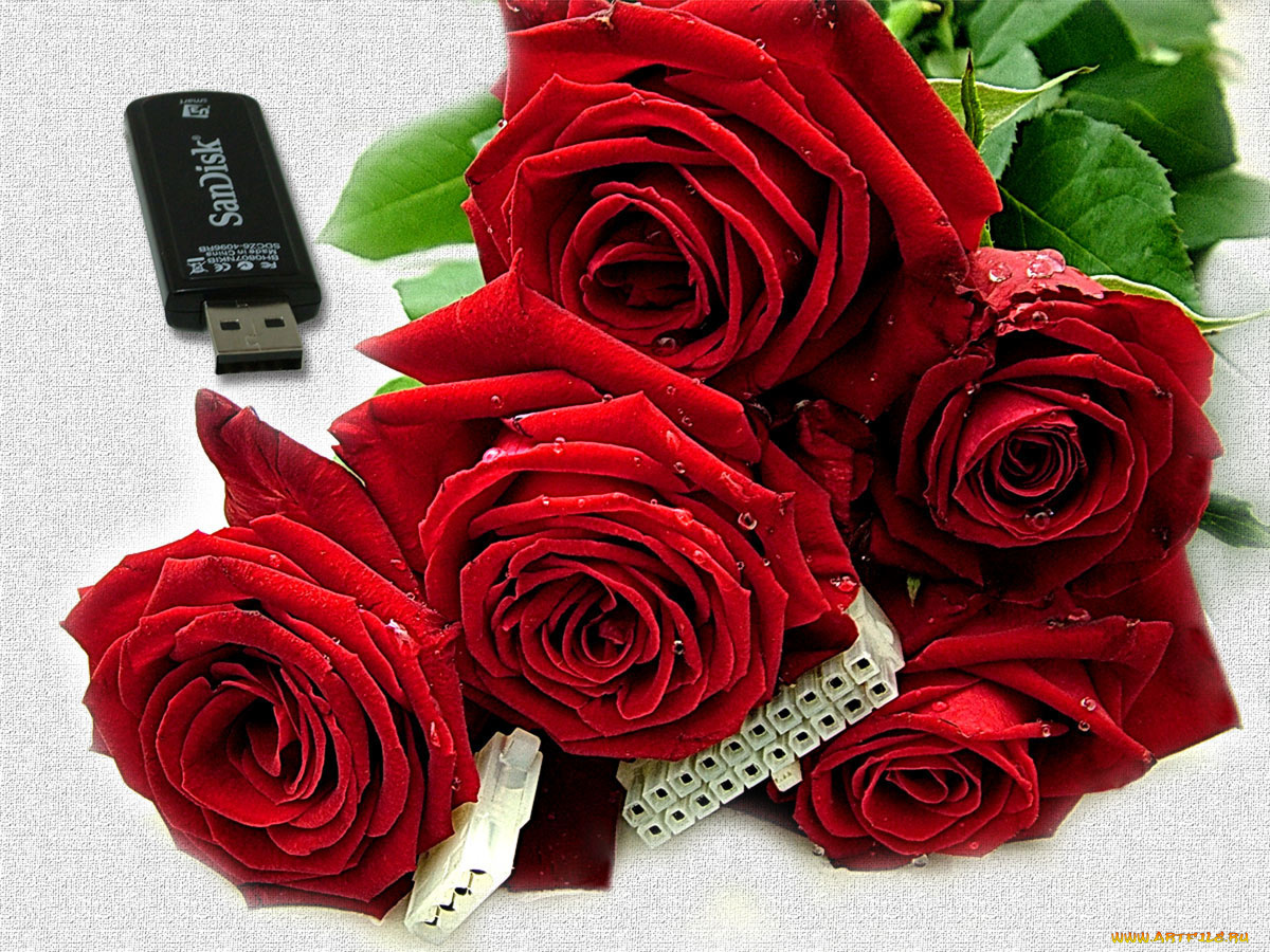 цветы, розы