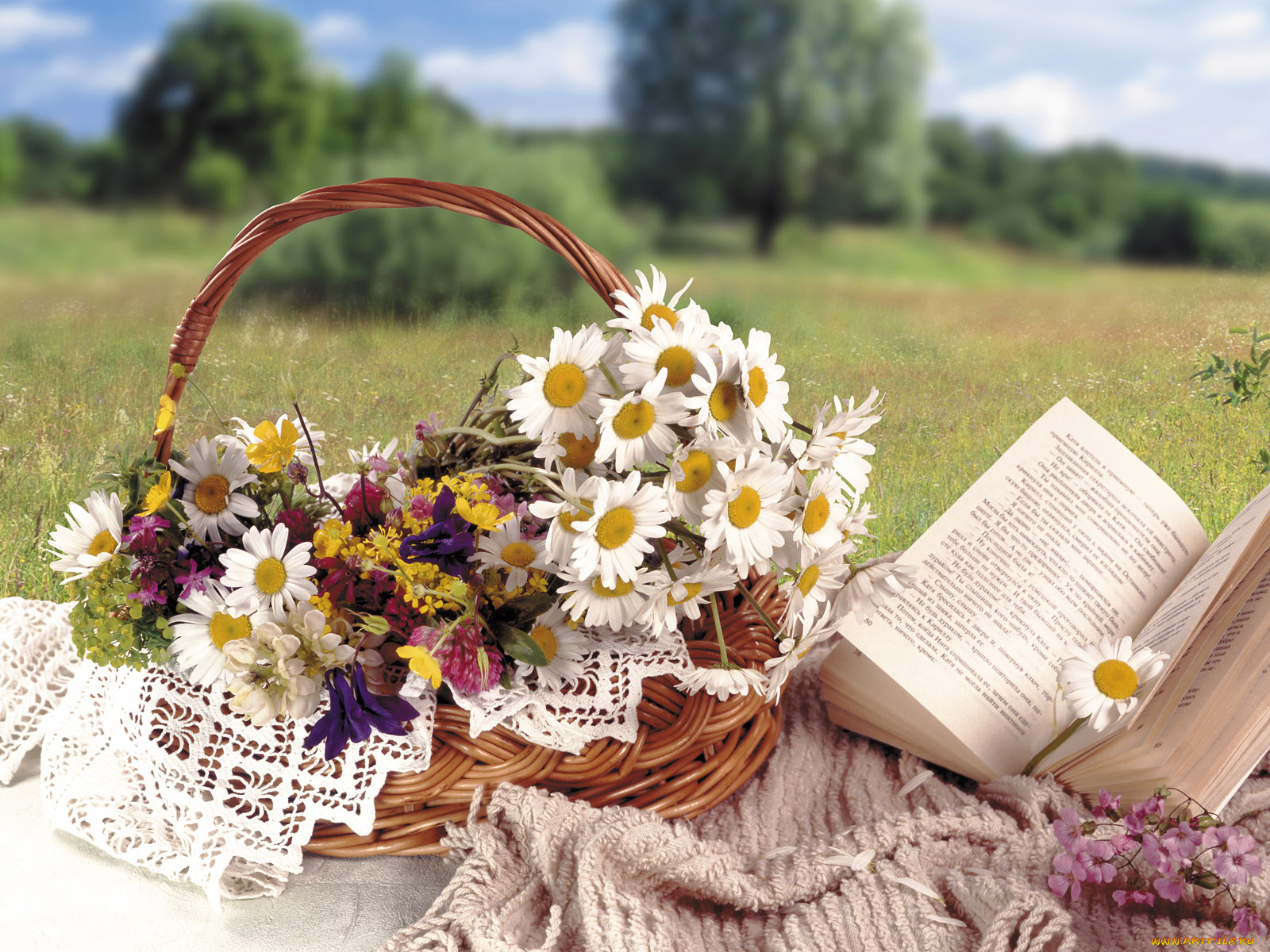 цветы, букеты, композиции