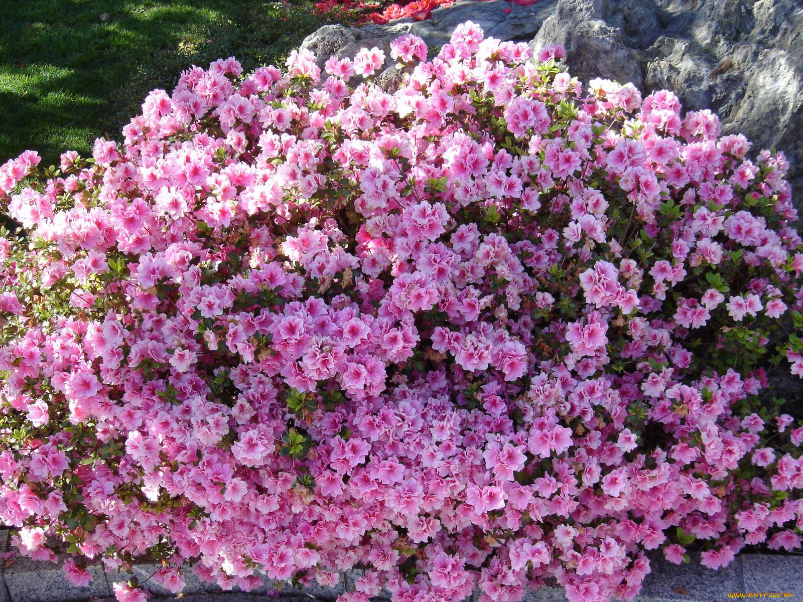 цветы, рододендроны, азалии
