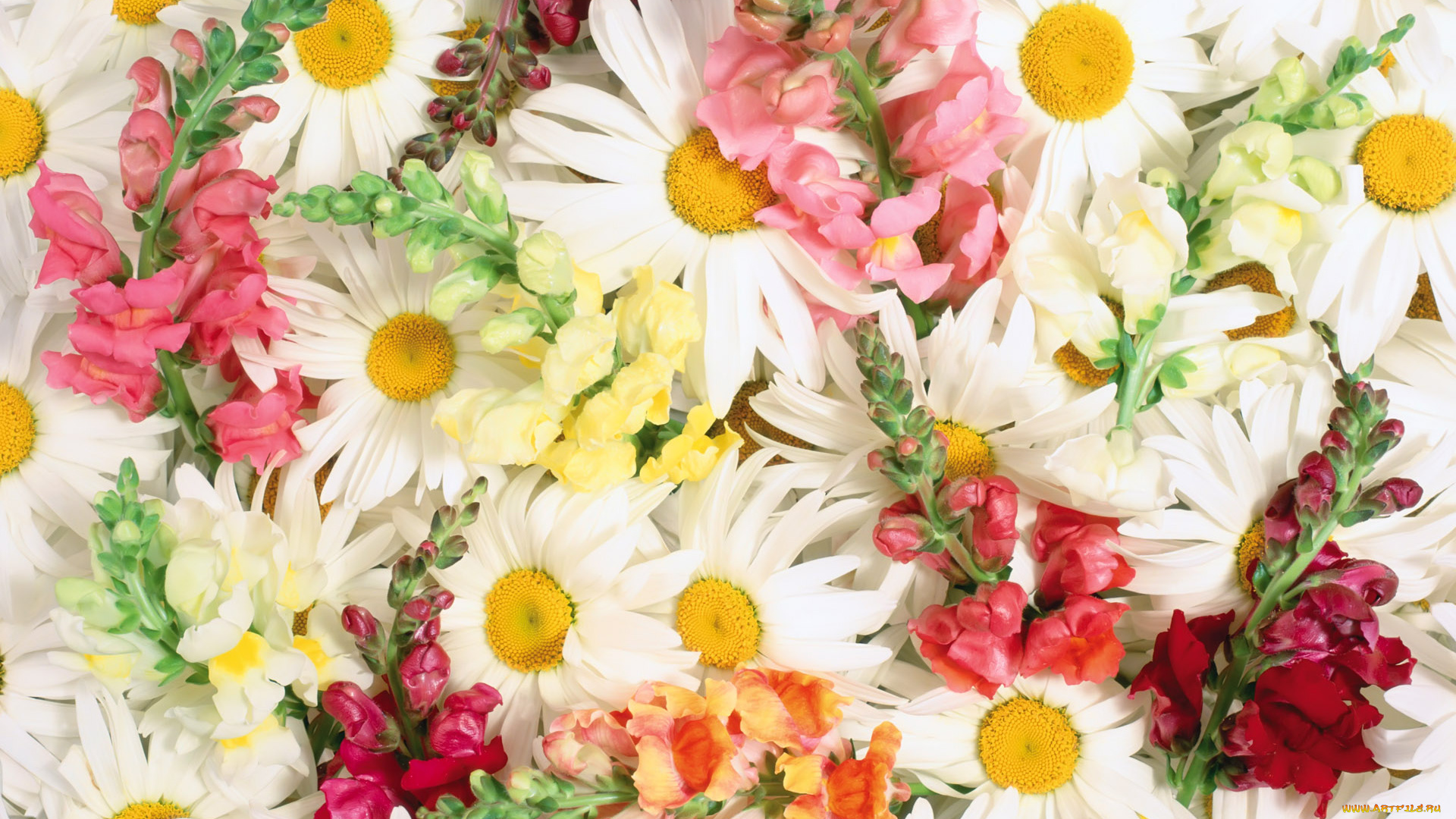 цветы, разные, вместе