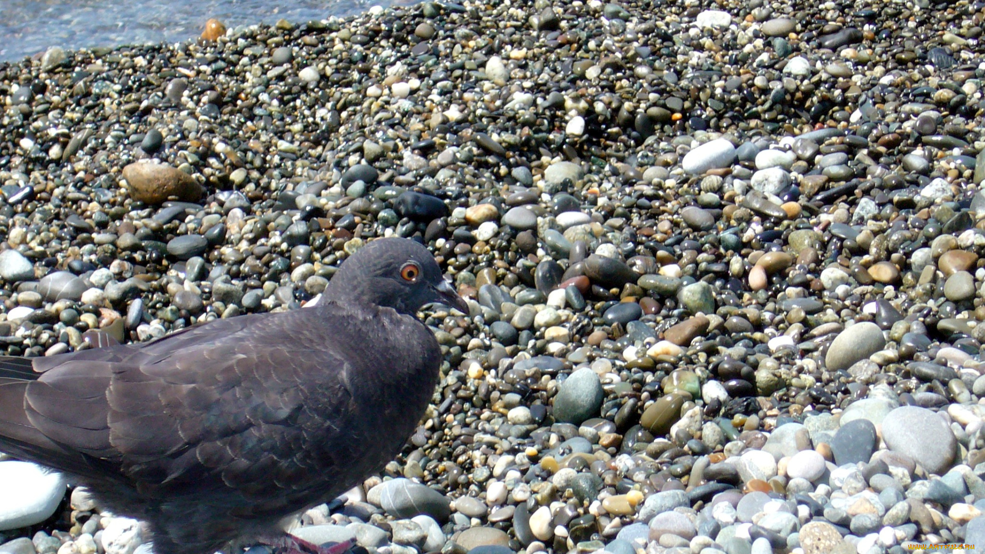 голубь, животные, голуби