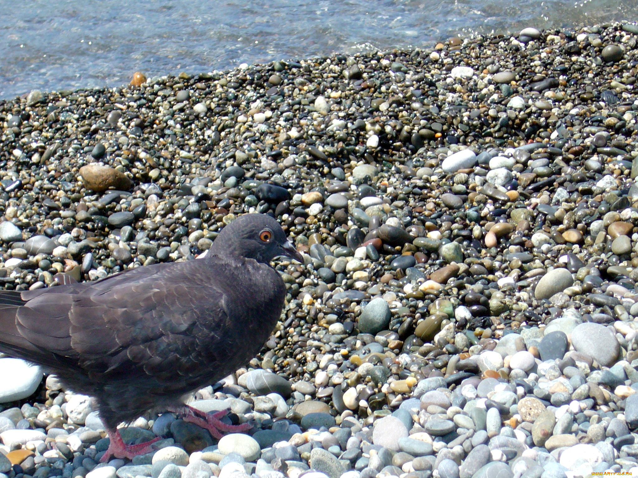 голубь, животные, голуби