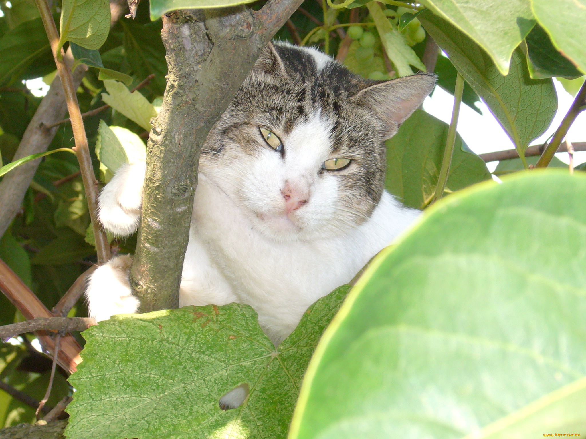 кот, животные, коты