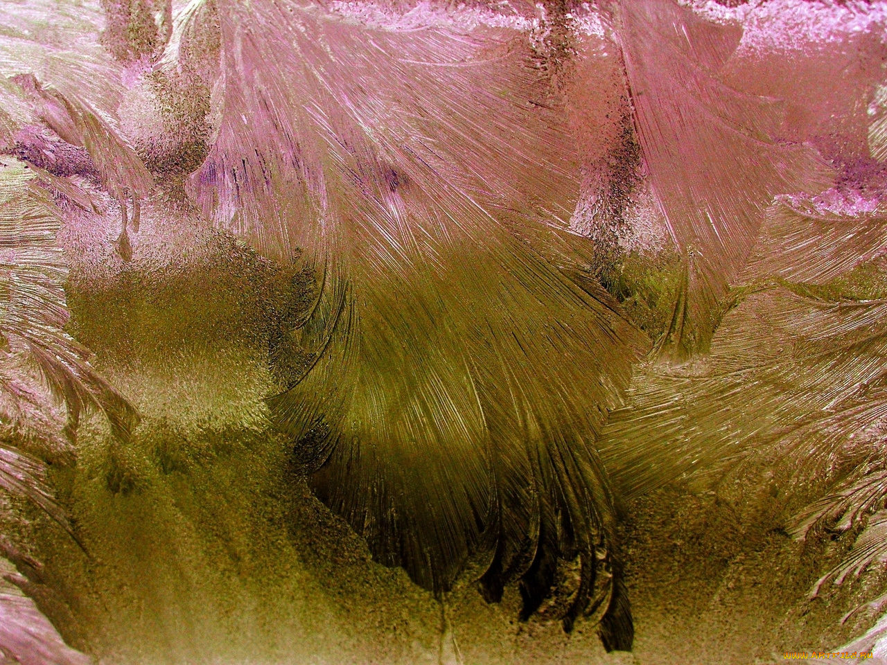 горах, природа, макро