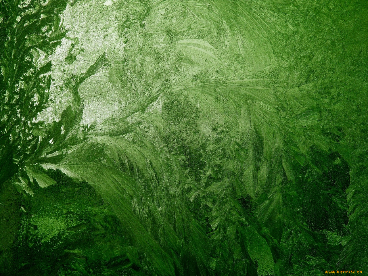 заросли, природа, макро