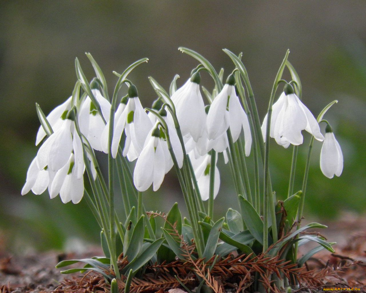 цветы, подснежники, белоцветник