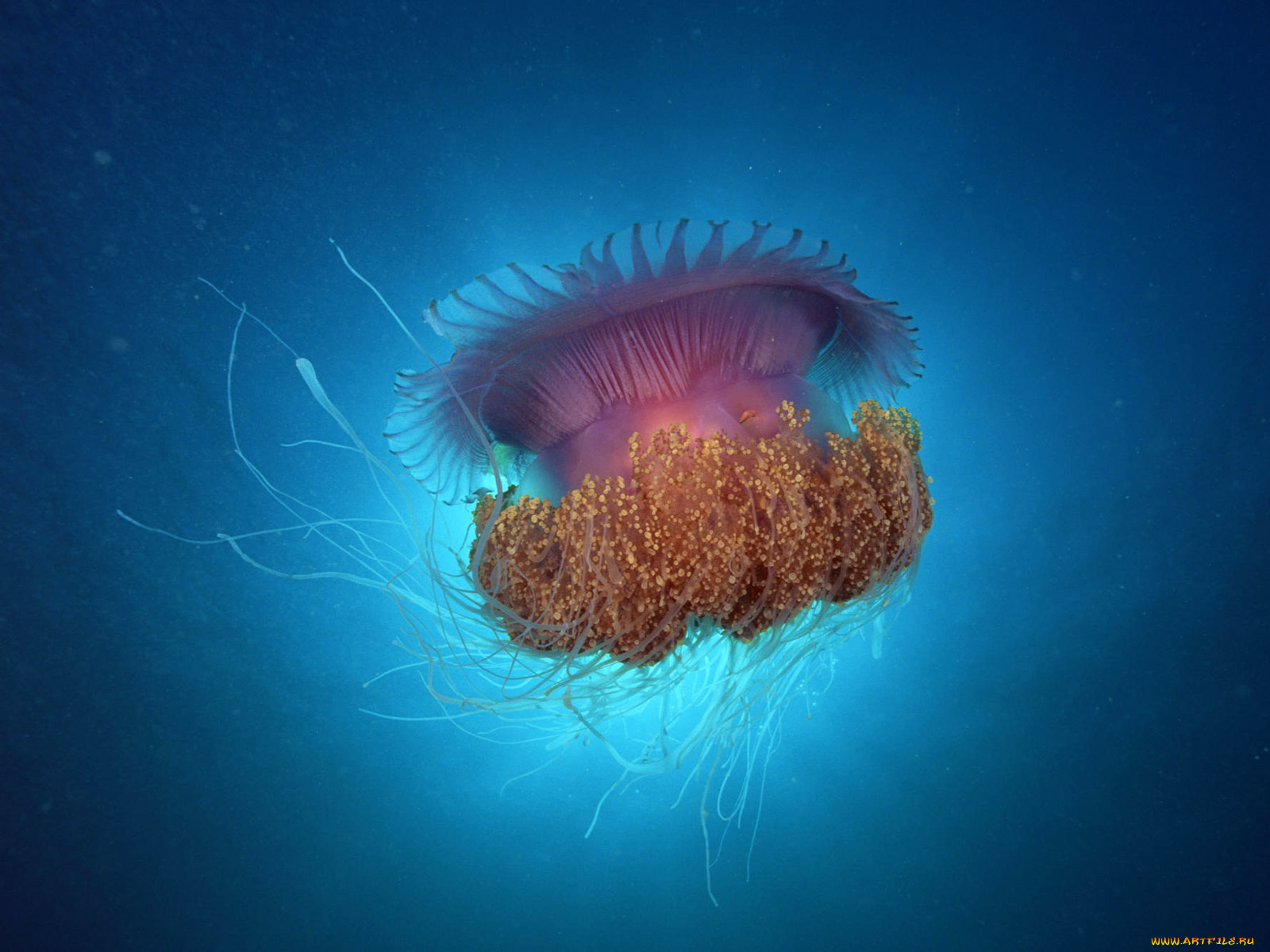 животные, медузы
