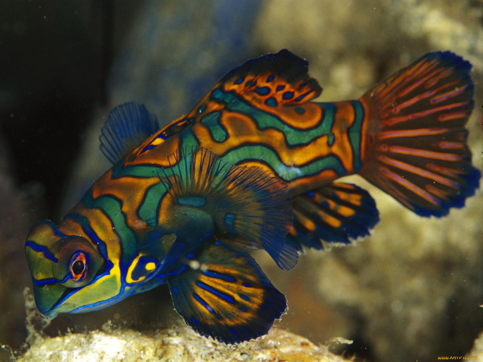 животные, рыбы