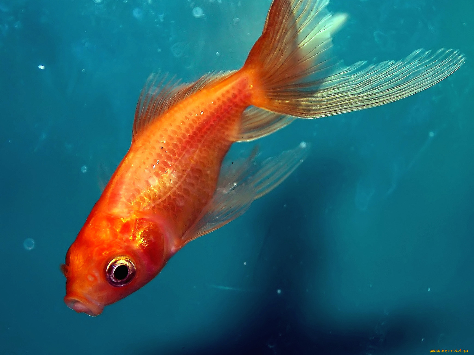 животные, рыбы