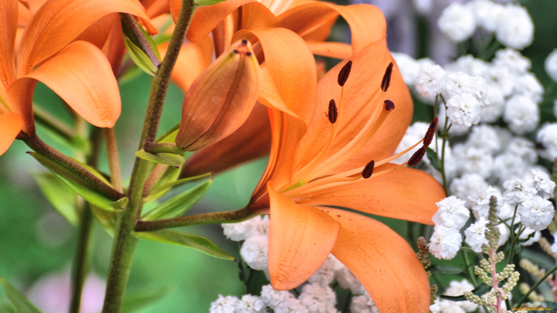 цветы, лилии, лилейники