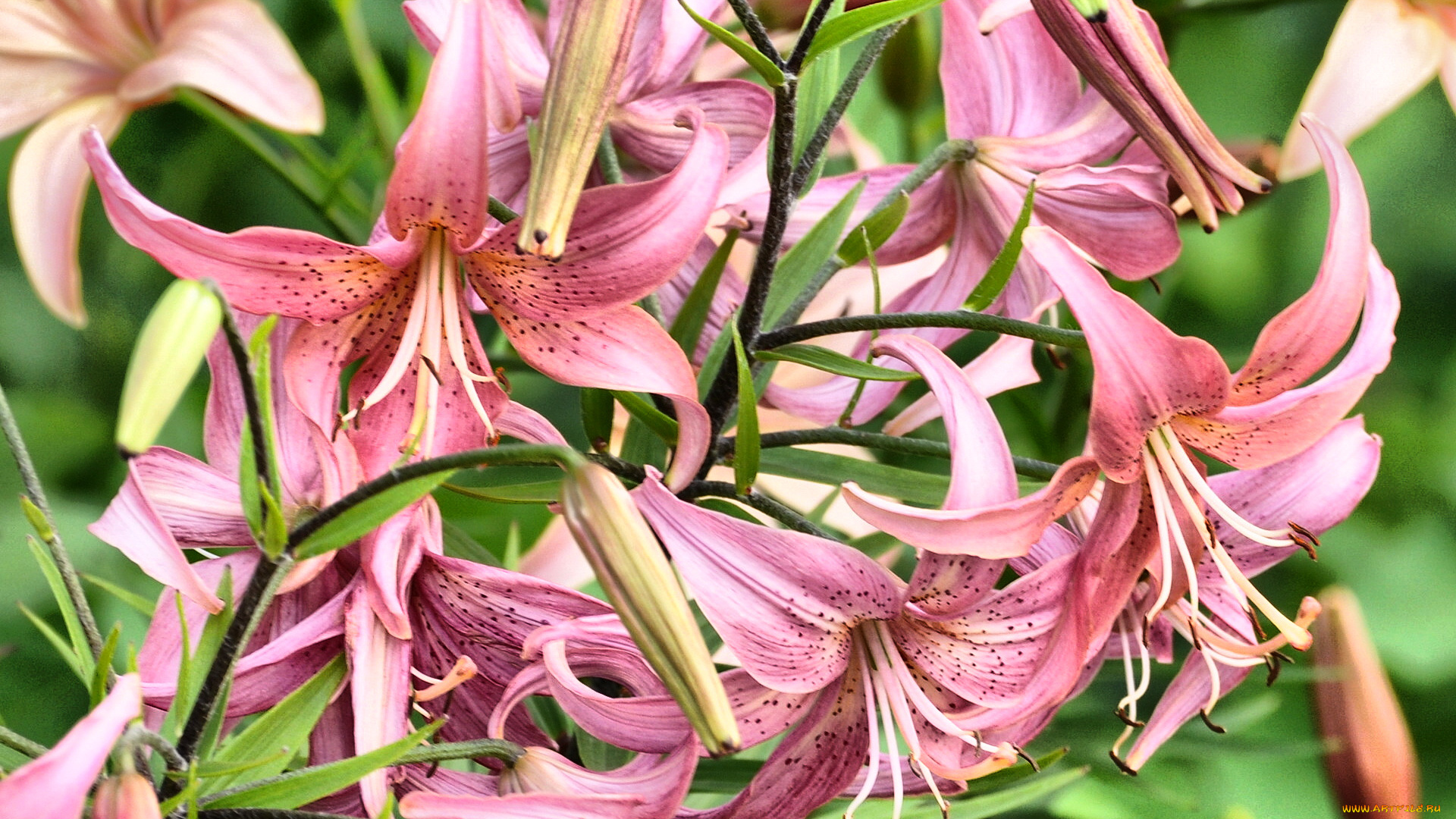 цветы, лилии, лилейники