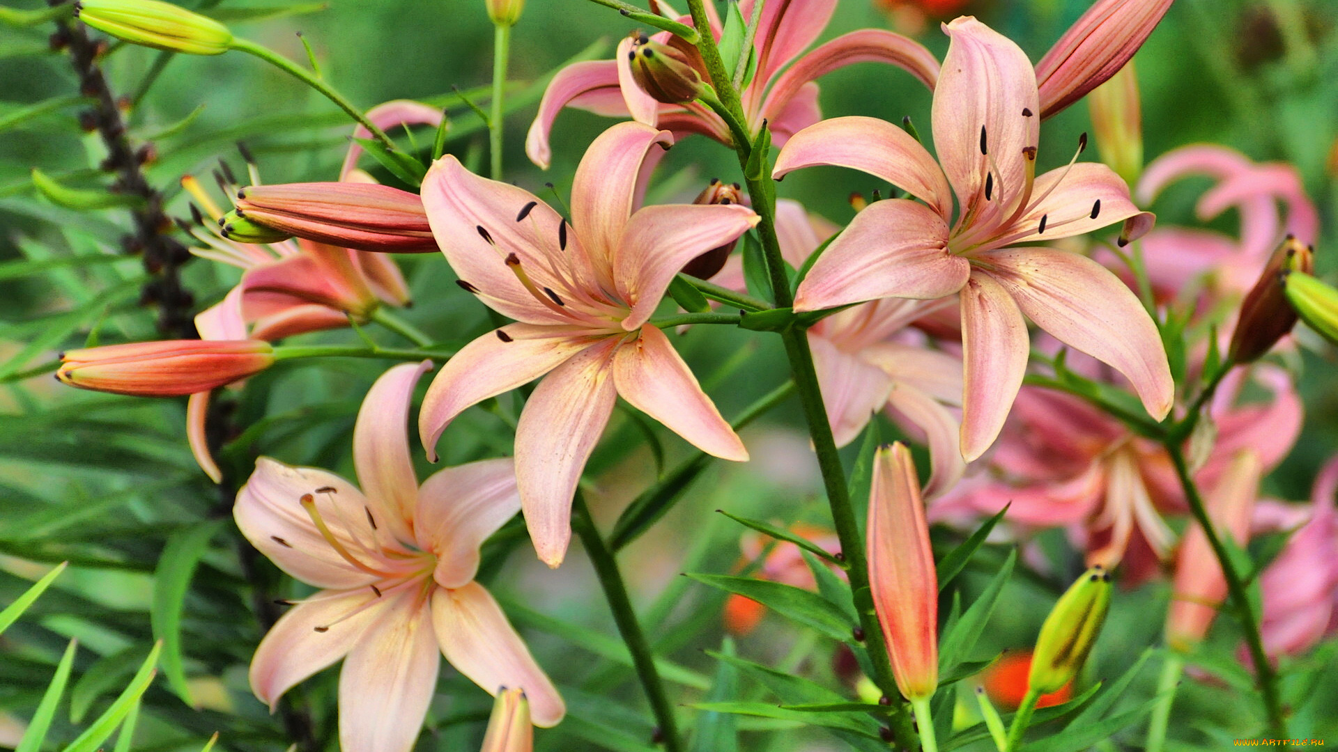цветы, лилии, лилейники