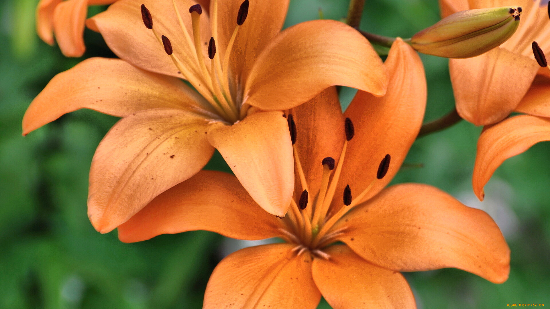 цветы, лилии, лилейники