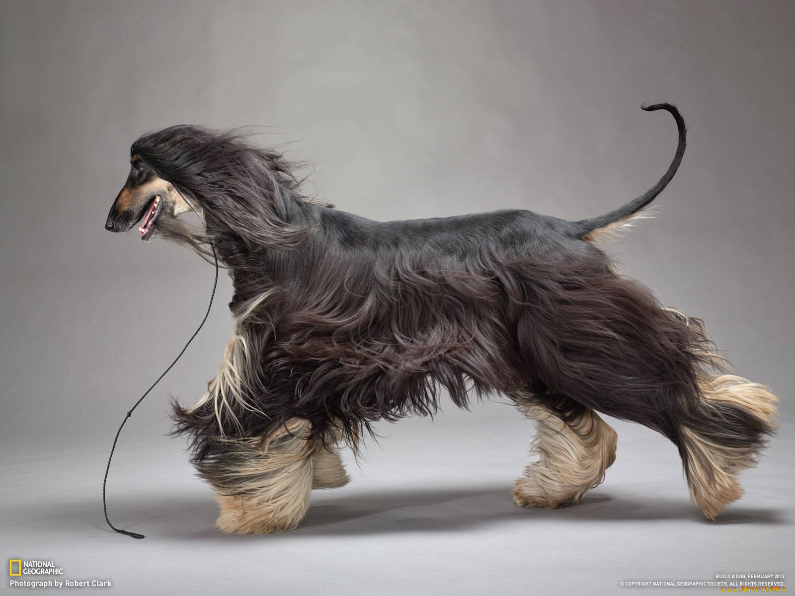 животные, собаки, собака, фон