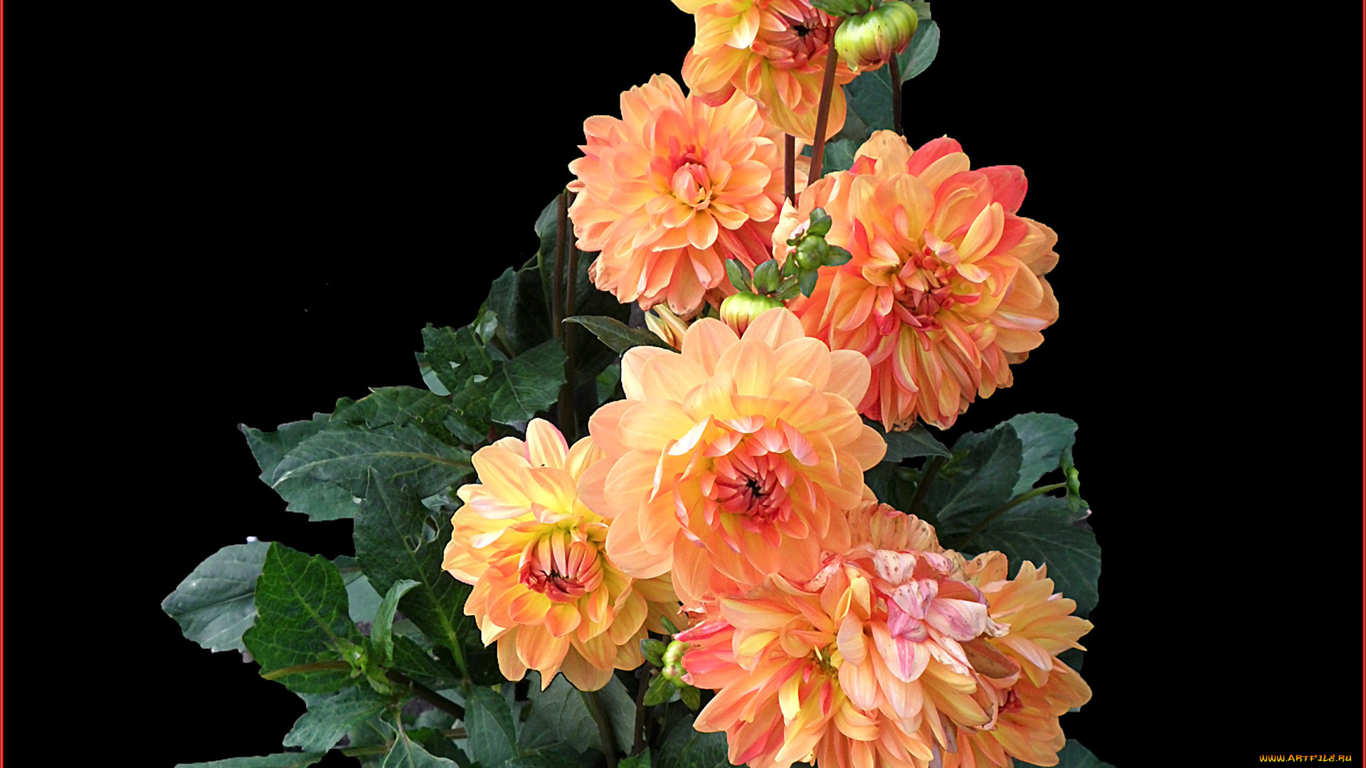 цветы, георгины, фон, листья