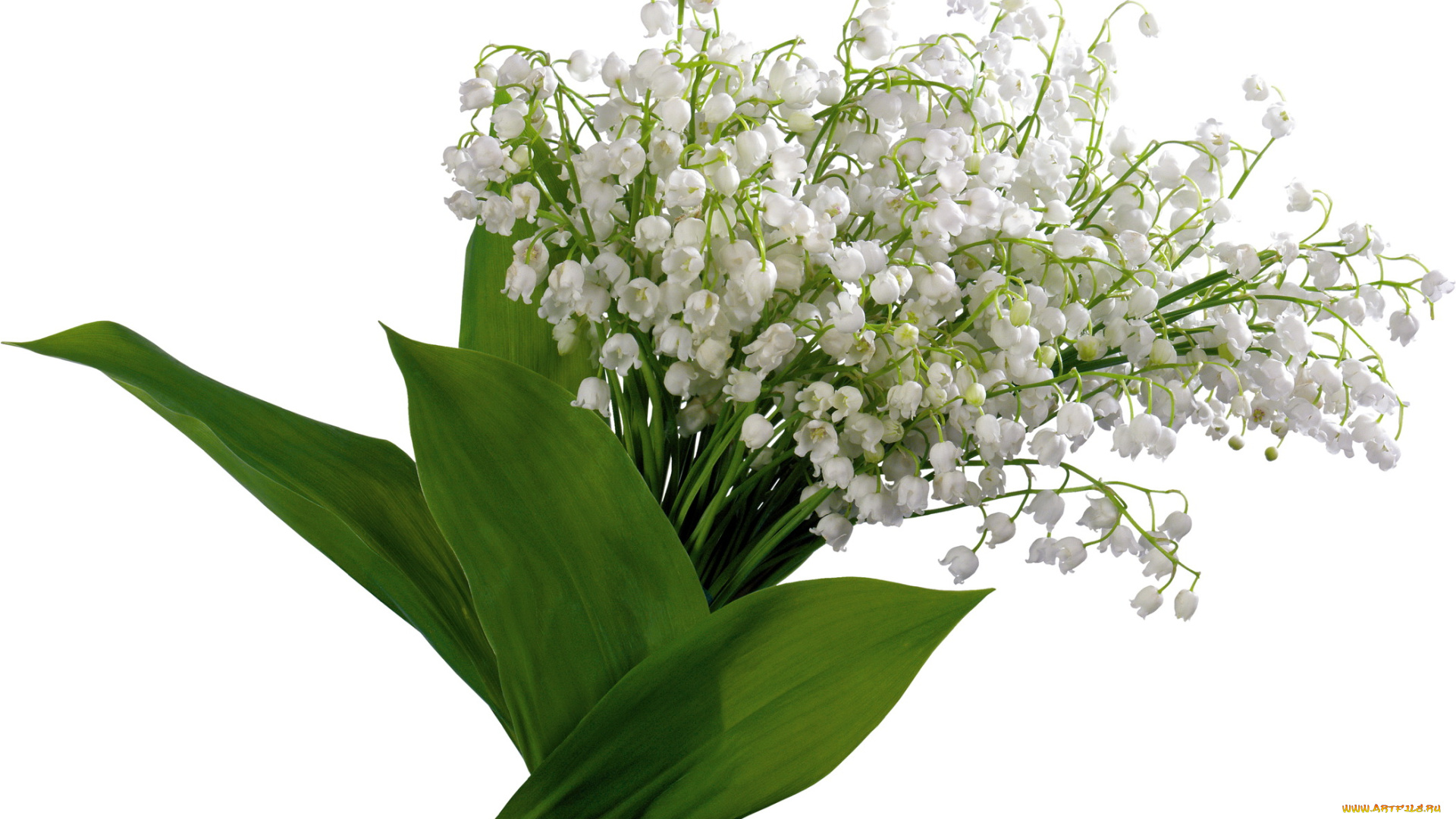 цветы, ландыши, весна, белые