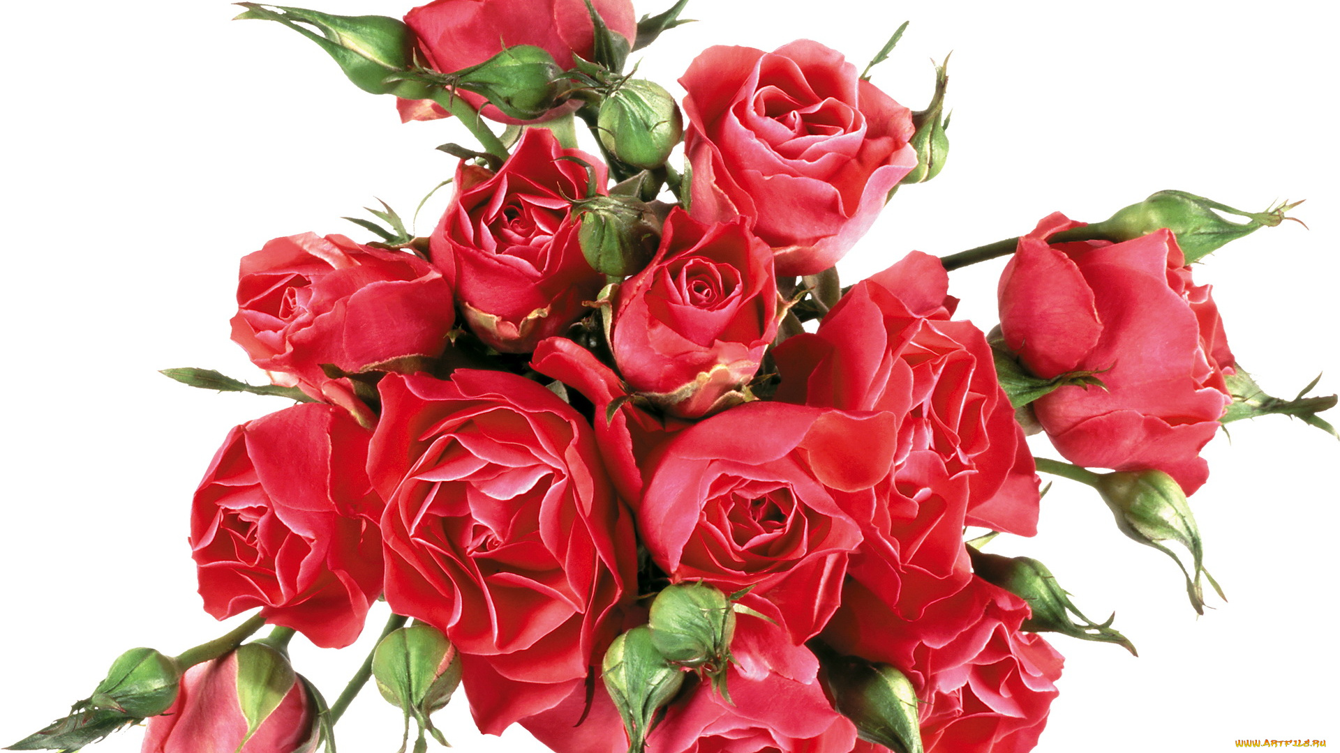 цветы, розы, бутоны