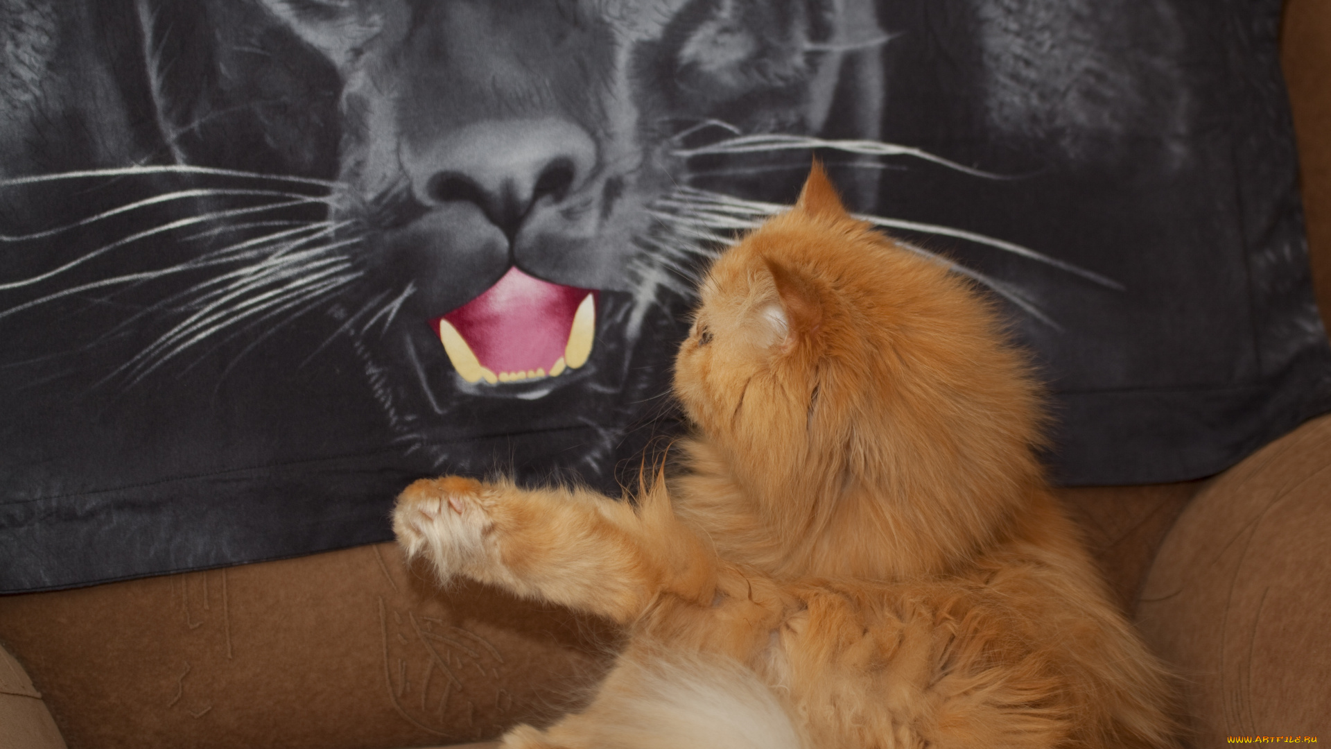 животные, коты, кот, кошка, пантера