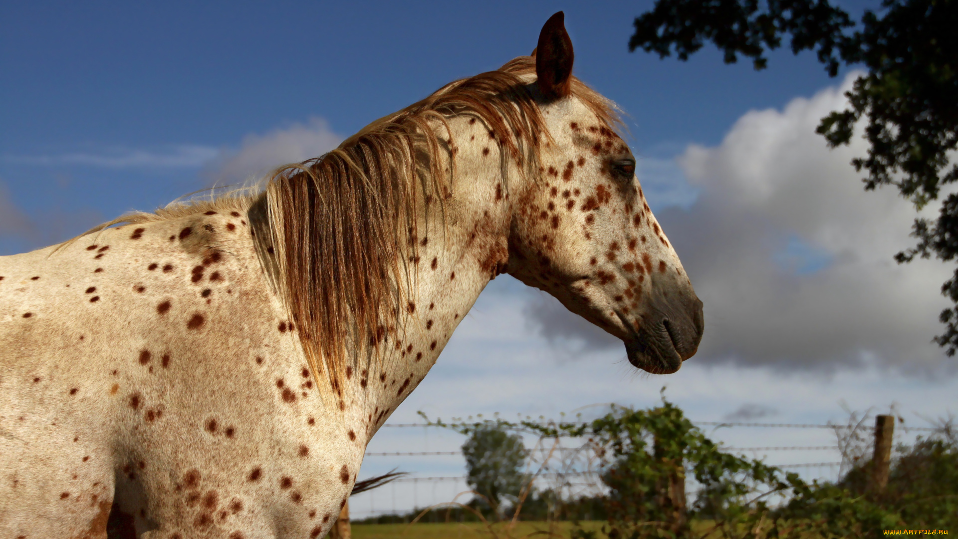животные, лошади, конь, лошадь, аппалуза