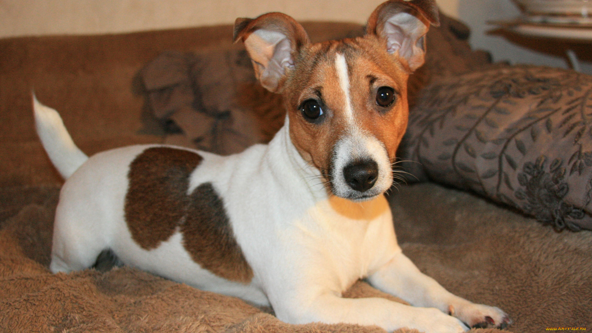 животные, собаки, джек, рассел, терьер, лежит, животное, морда