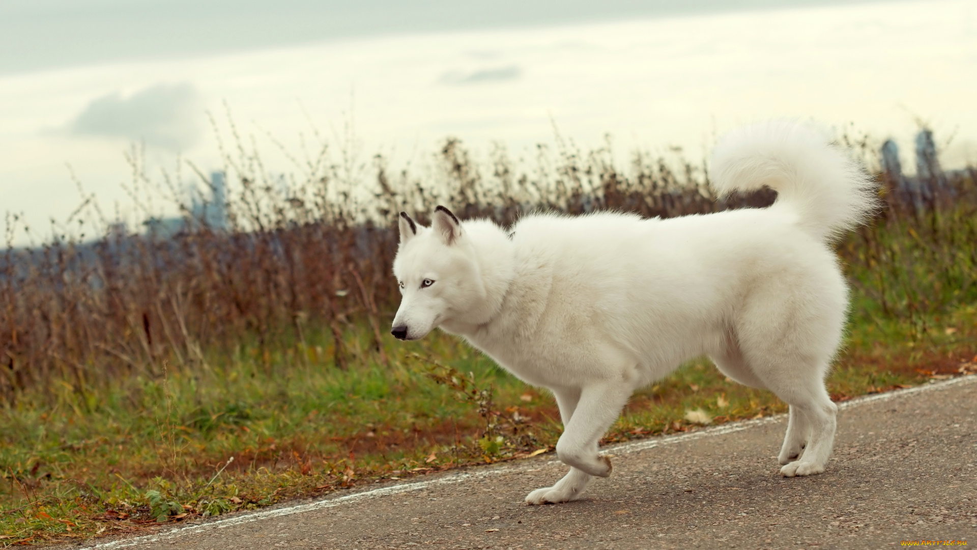 животные, собаки, собака, хаски, лайка