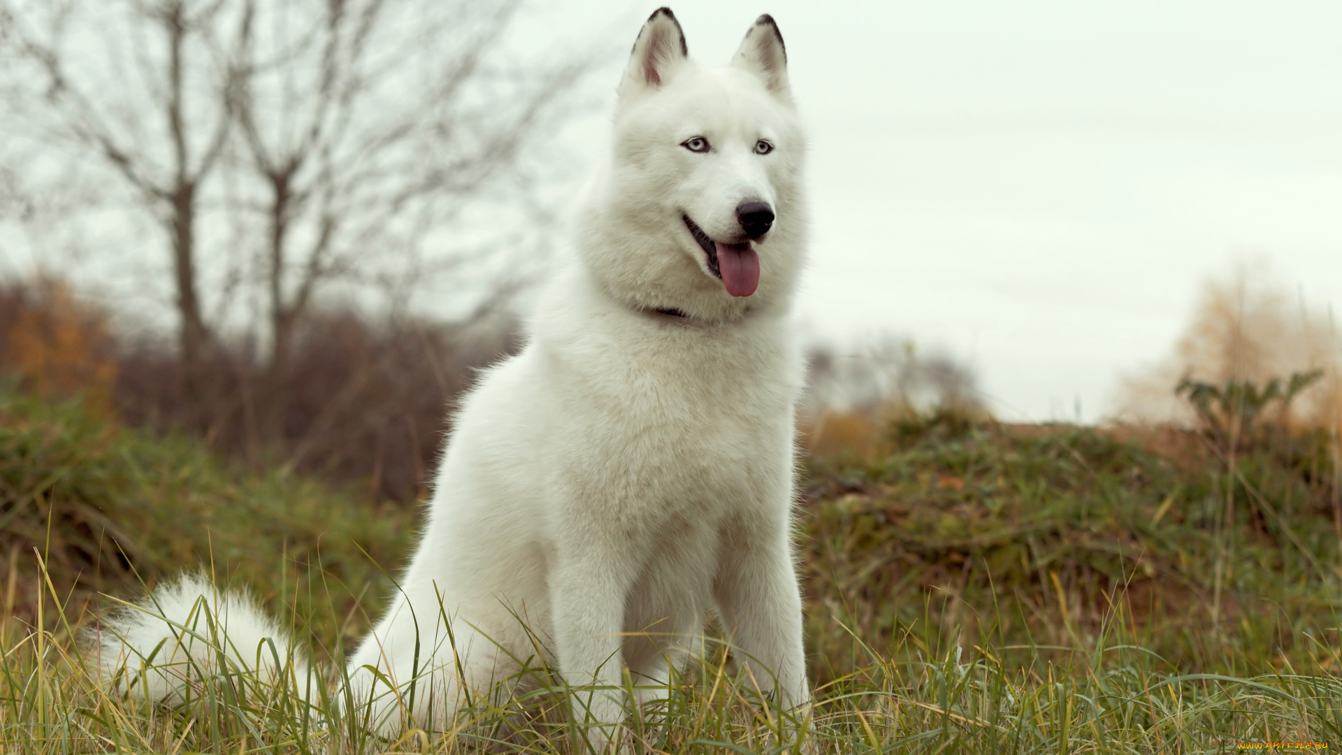 животные, собаки, собака, хаски, лайка