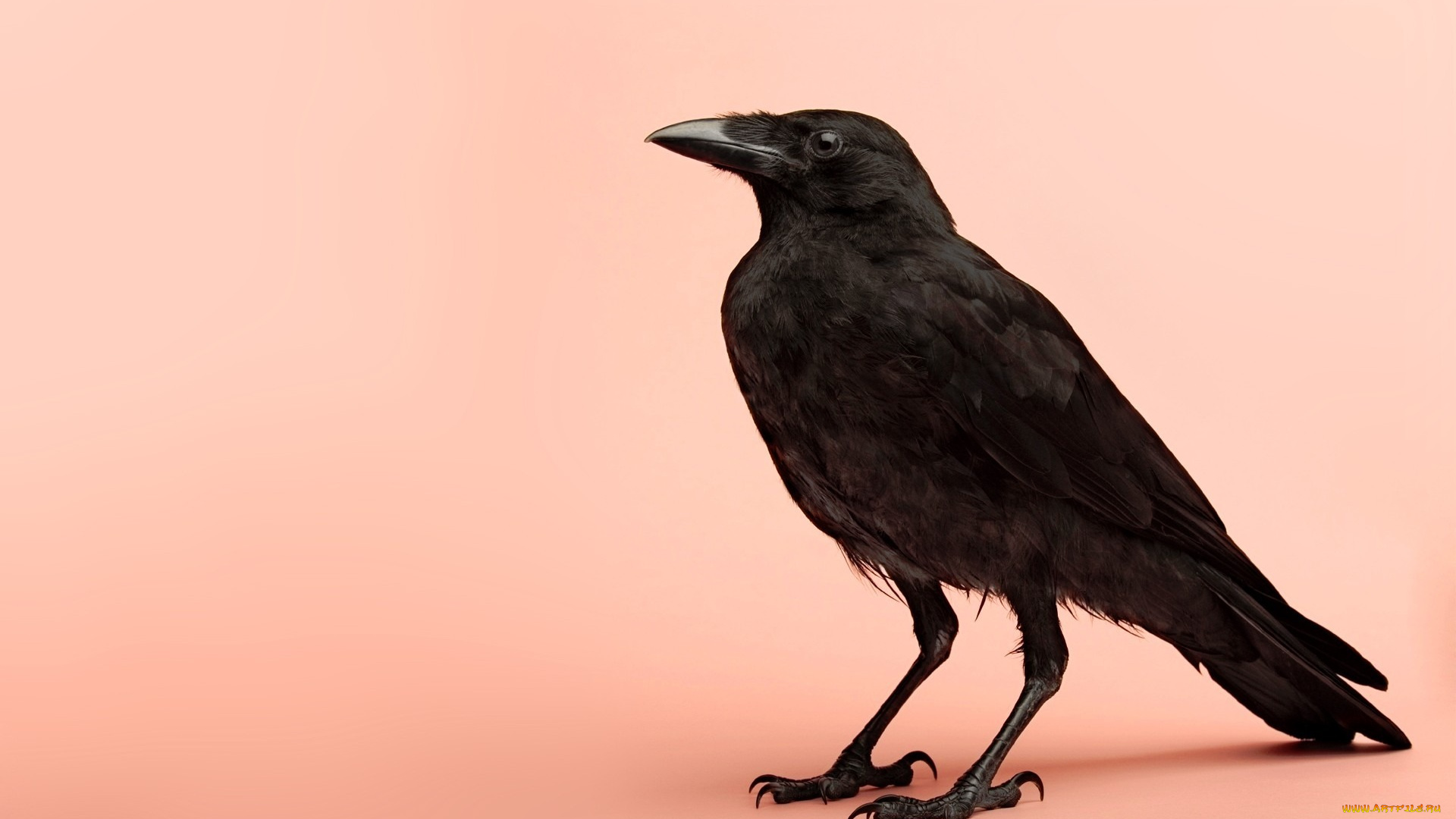 животные, вороны, грачи, галки, ворон