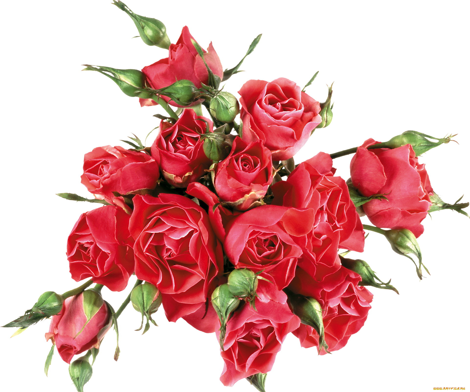 цветы, розы, бутоны