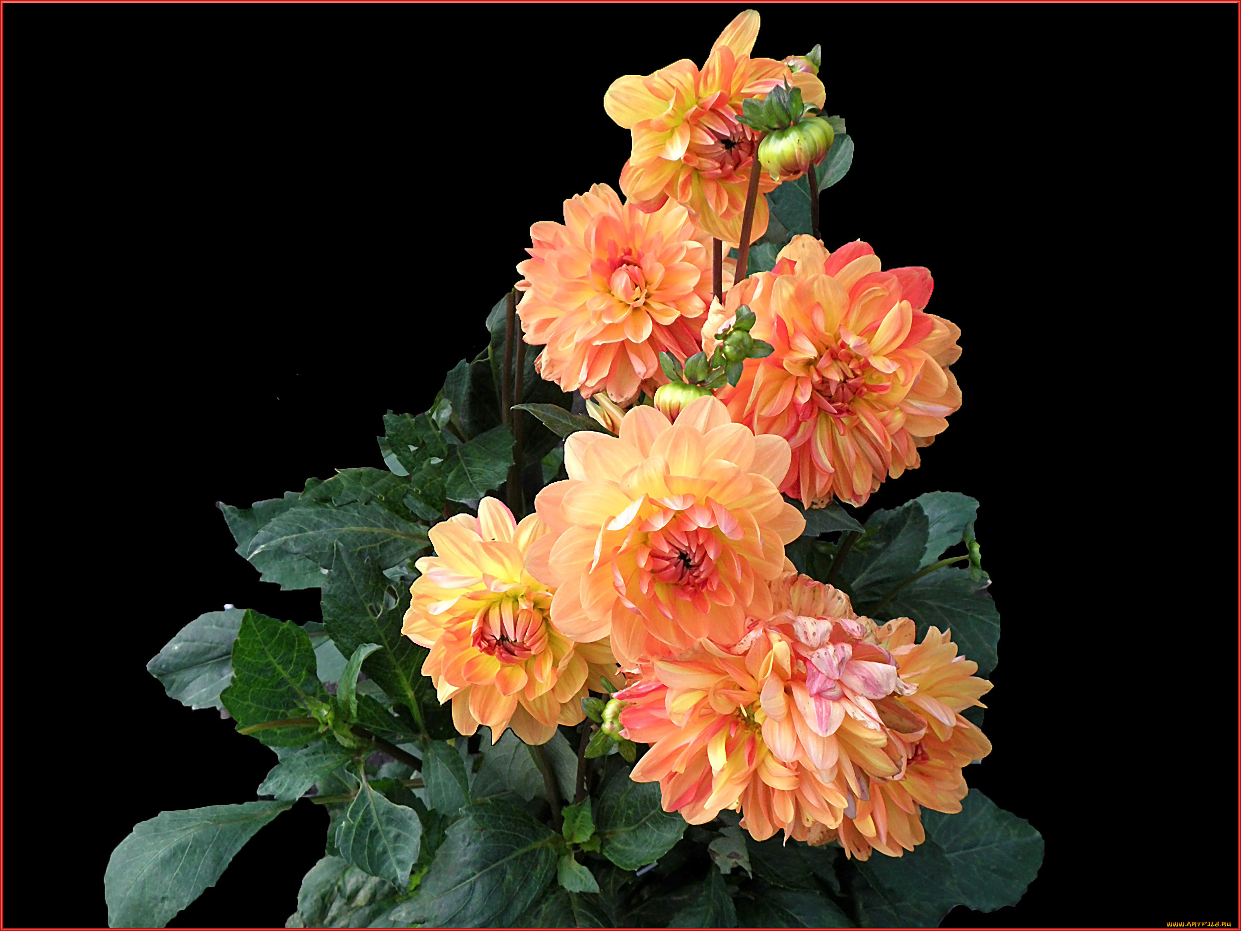 цветы, георгины, фон, листья