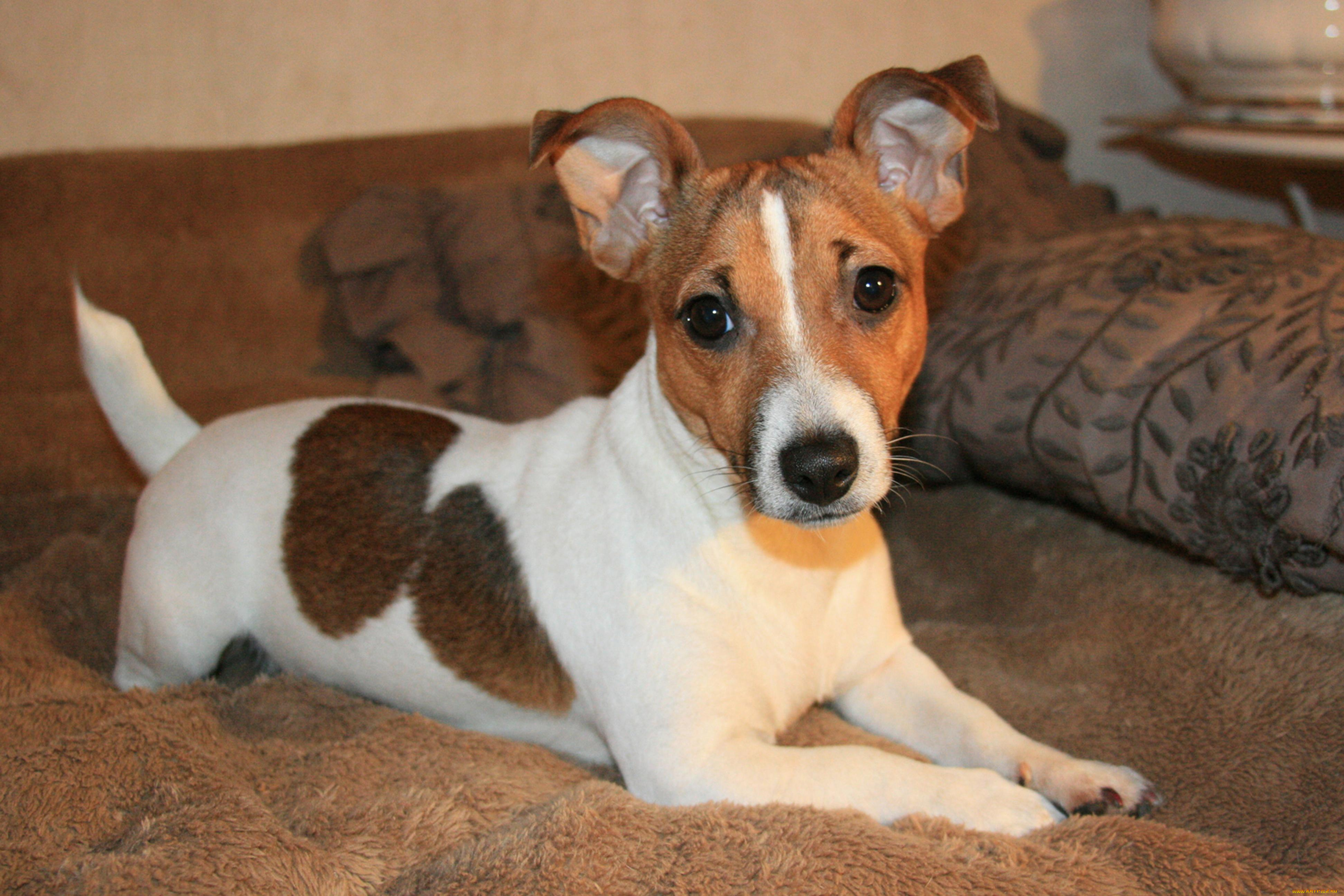 животные, собаки, джек, рассел, терьер, лежит, животное, морда