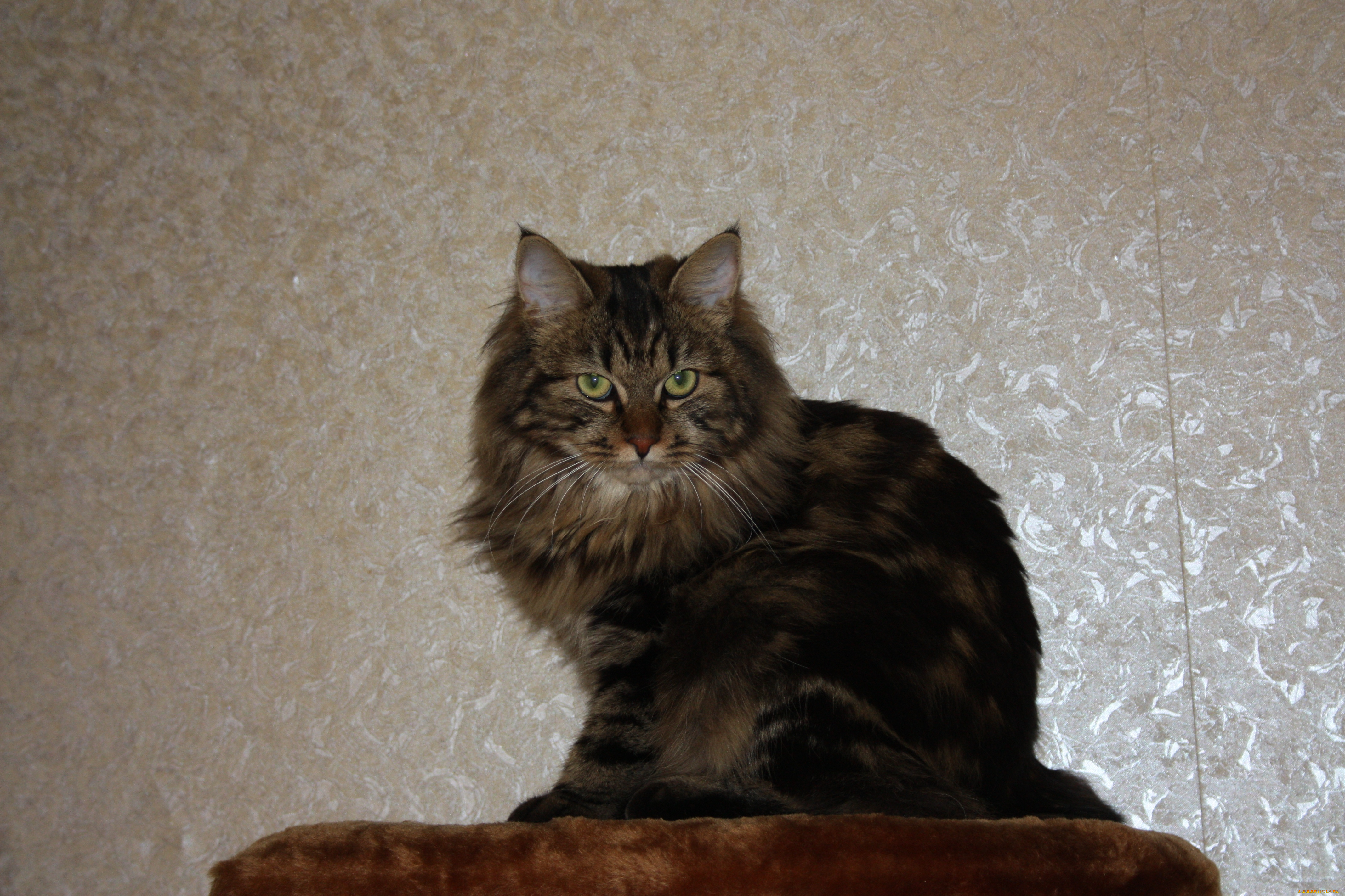 животные, коты, кошка, кот