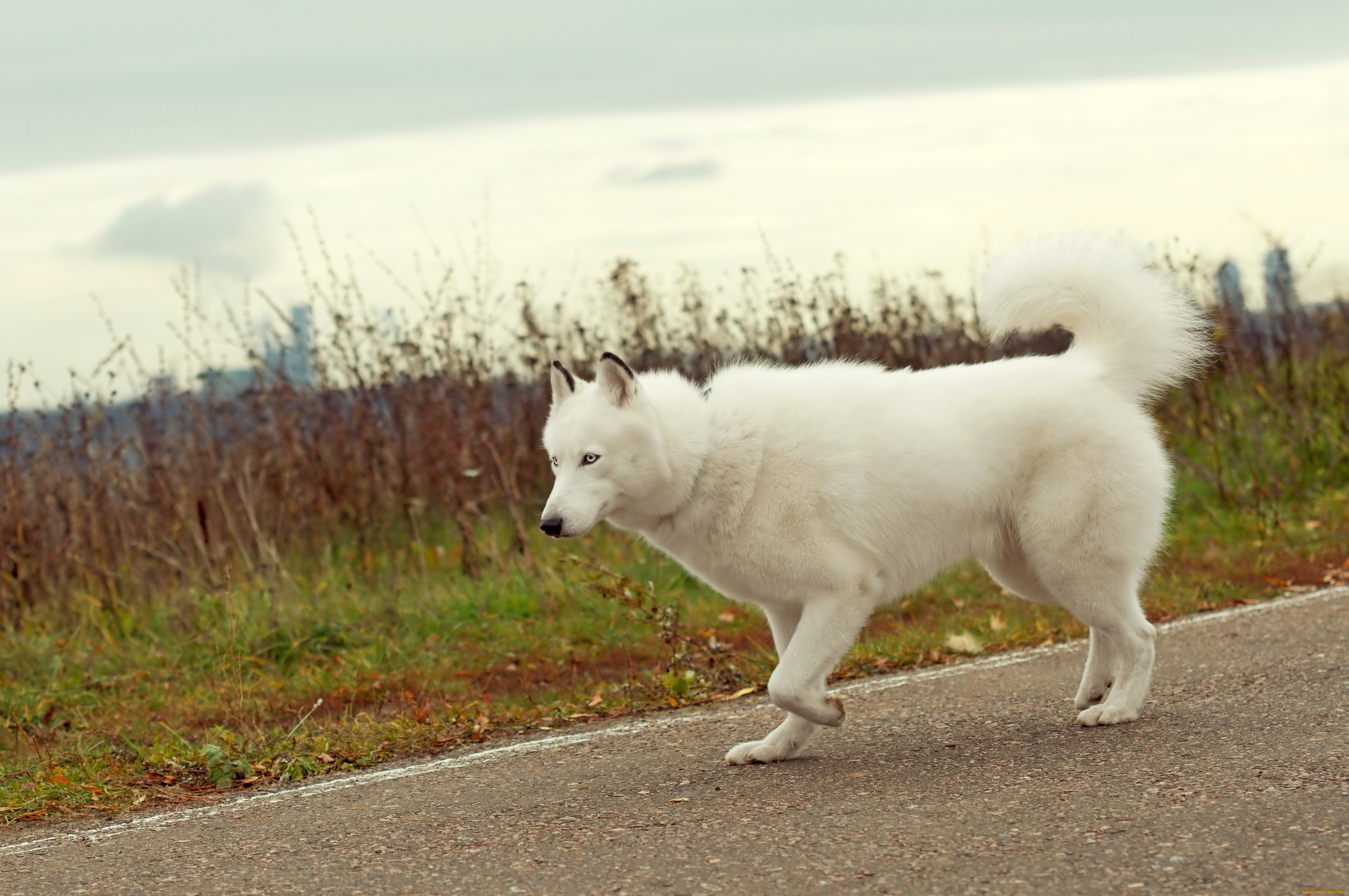 животные, собаки, собака, хаски, лайка