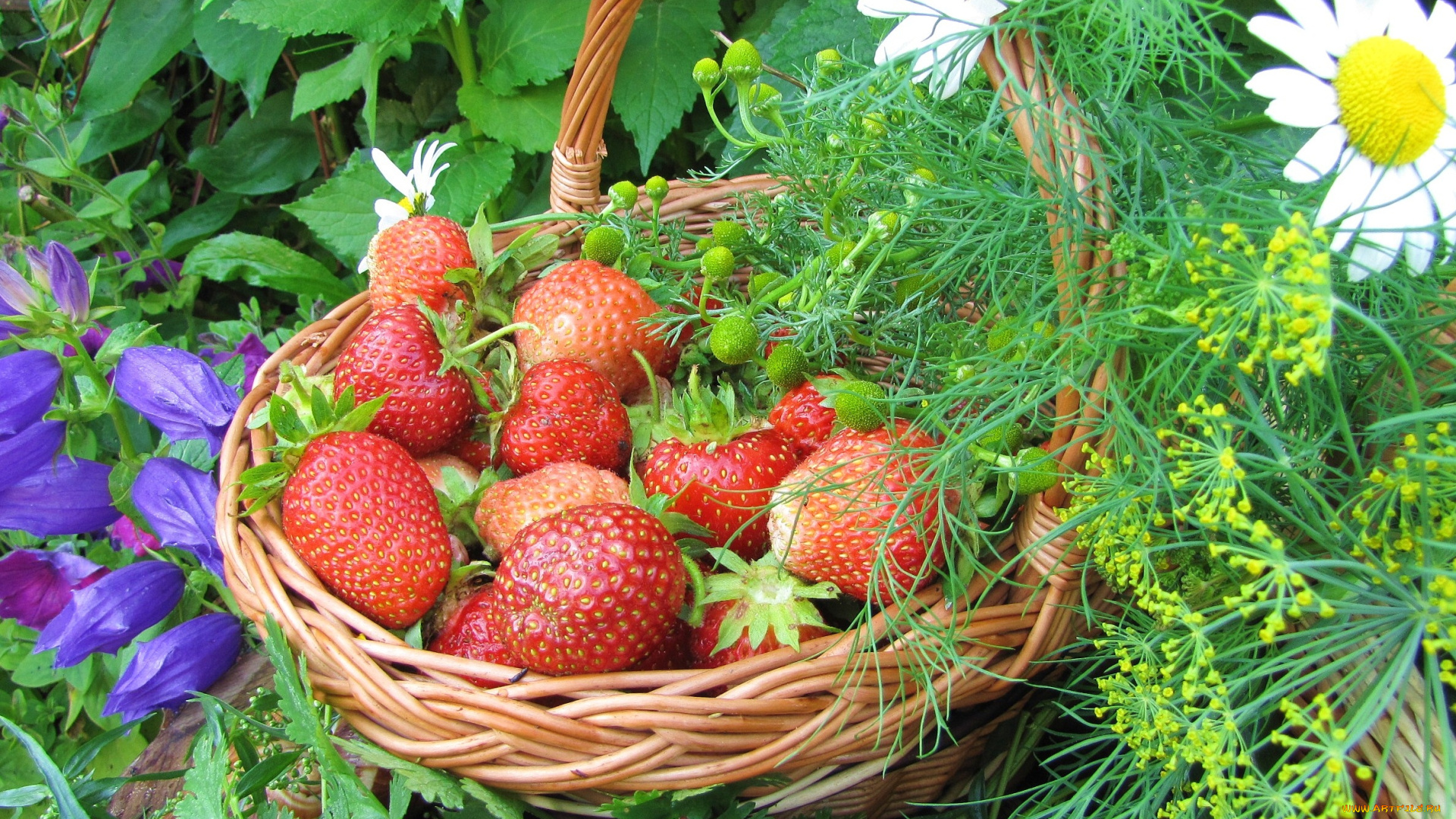 еда, клубника, земляника, корзинка, ягоды, цветы, ромашки
