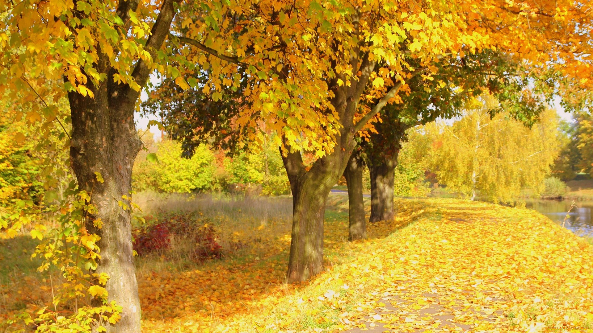 природа, деревья, клены, листья, осень