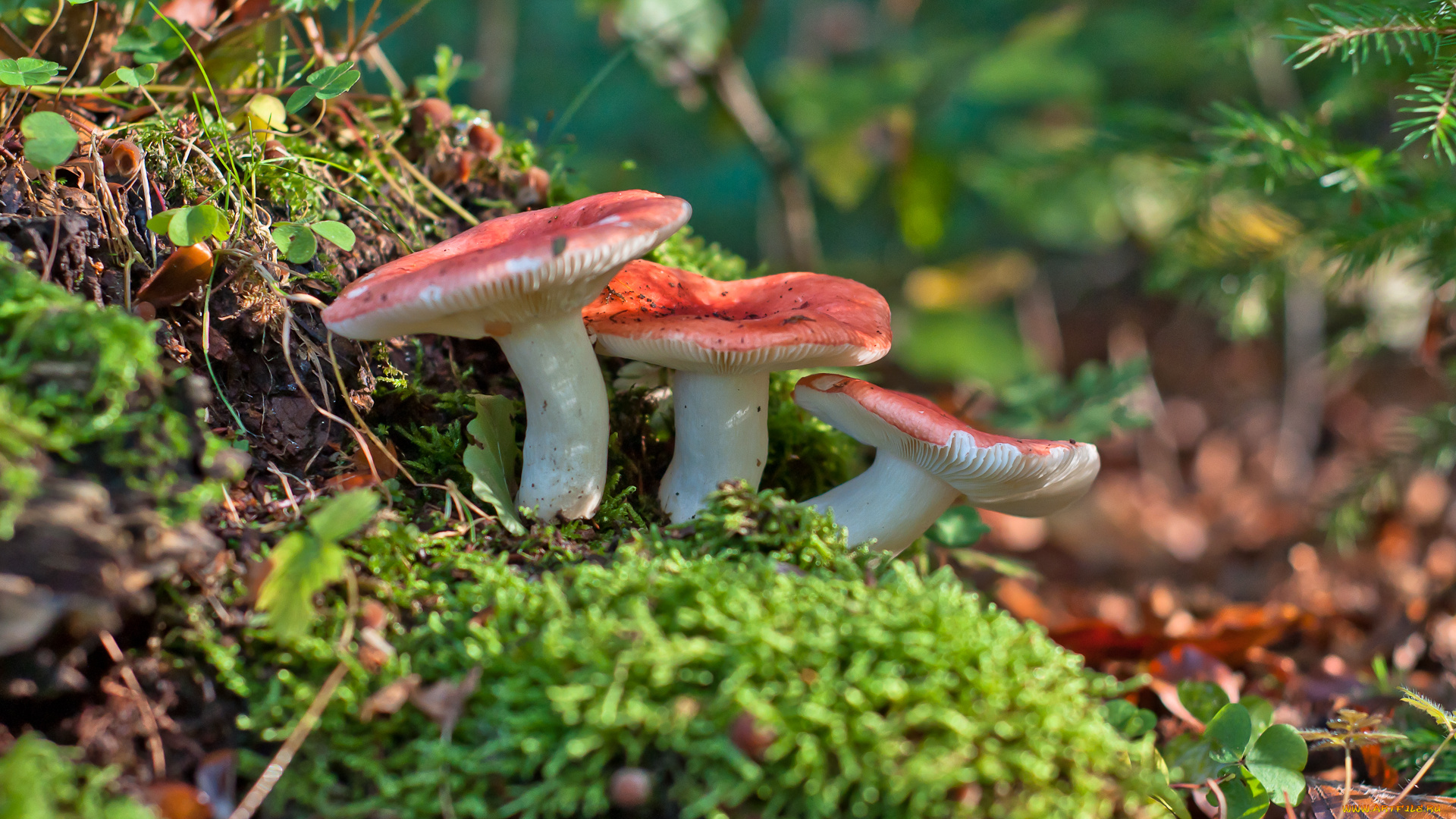 природа, грибы, сыроежки