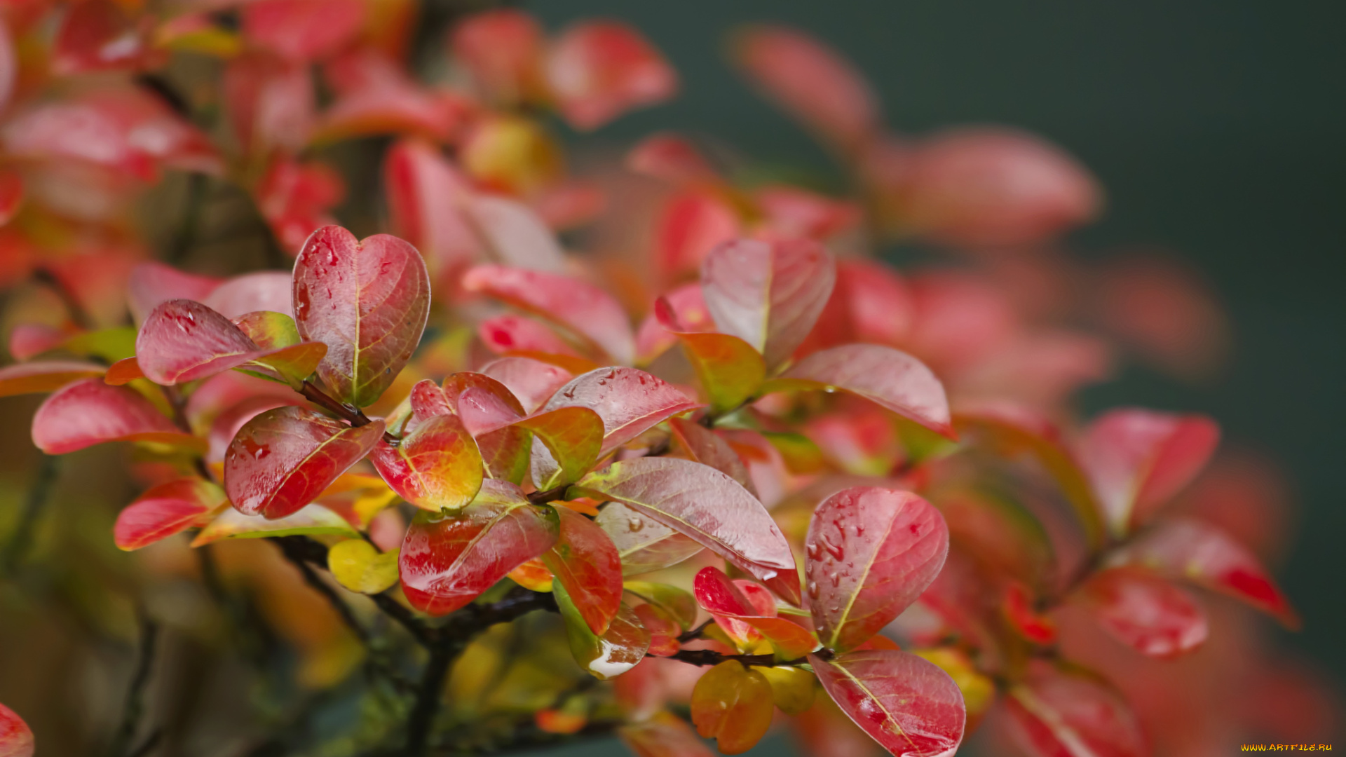 природа, листья, макро, ветка