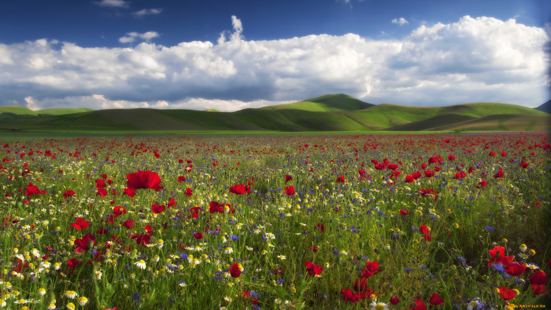 природа, луга, цветы, маки, ромашки, васильки, холмы