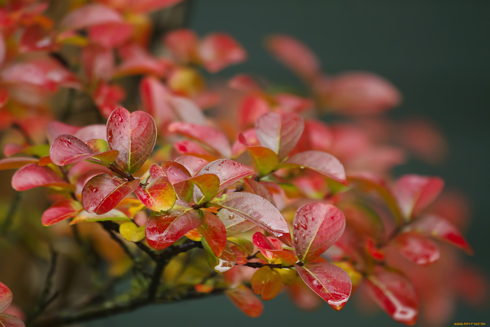 природа, листья, макро, ветка