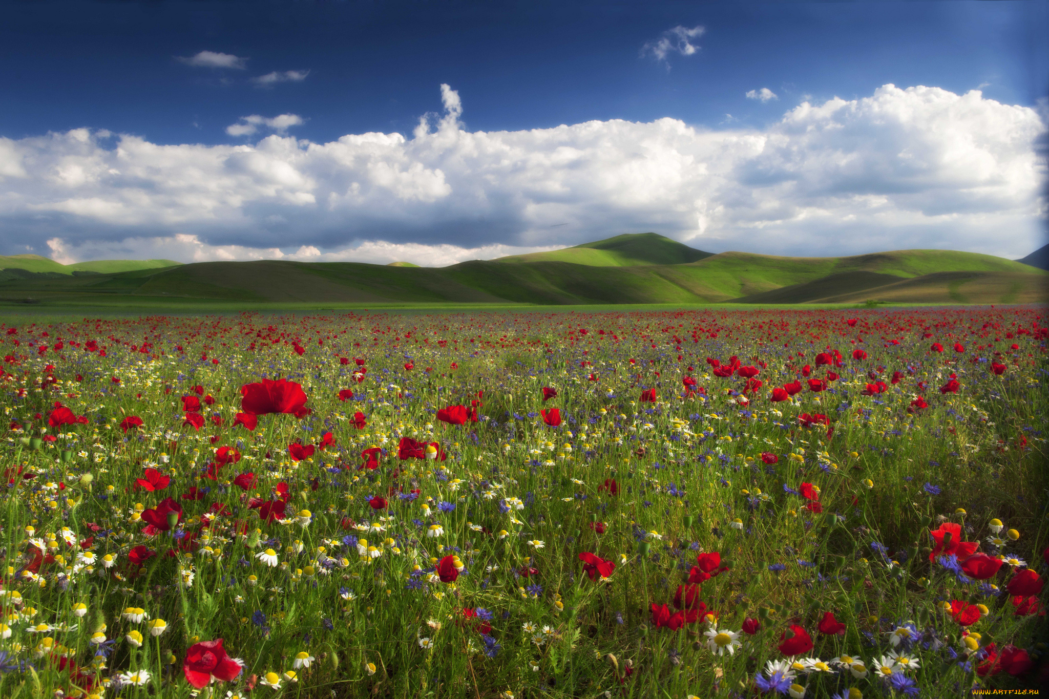 природа, луга, цветы, маки, ромашки, васильки, холмы