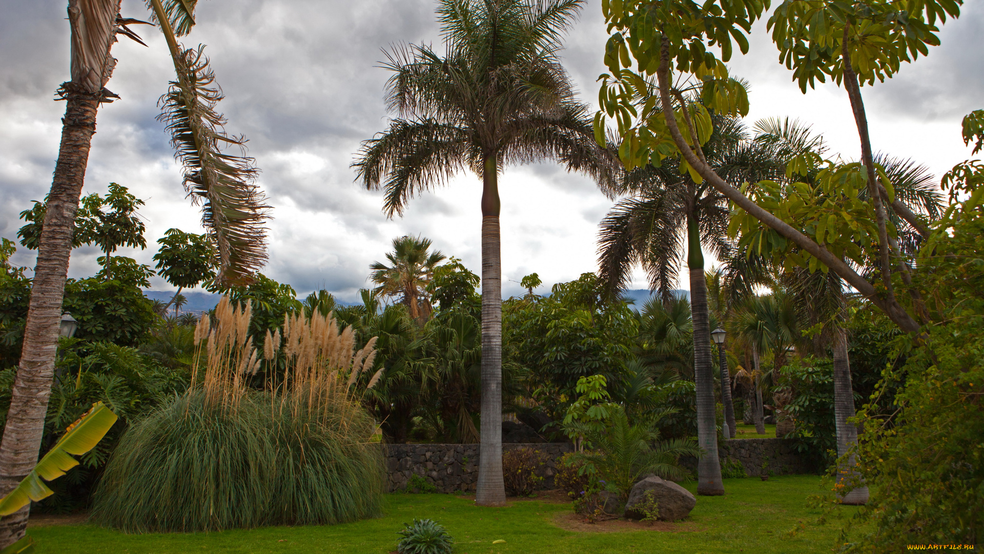 испания, канары, тенерифепуэрто-де-ла-крус, природа, парк, испания, канары, тенерифе, пальмы, трава