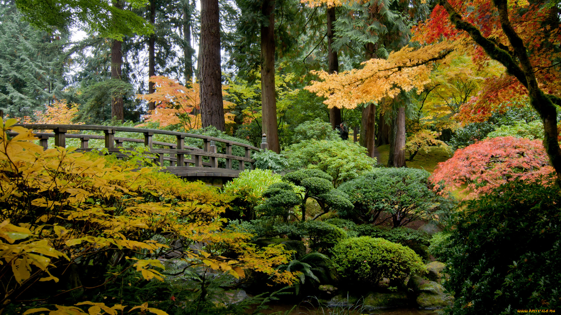 portland, japanese, garden, , oregon, природа, парк, сша, japanese, garden, орегон, portland, пруд, деревья, кусты, мостик