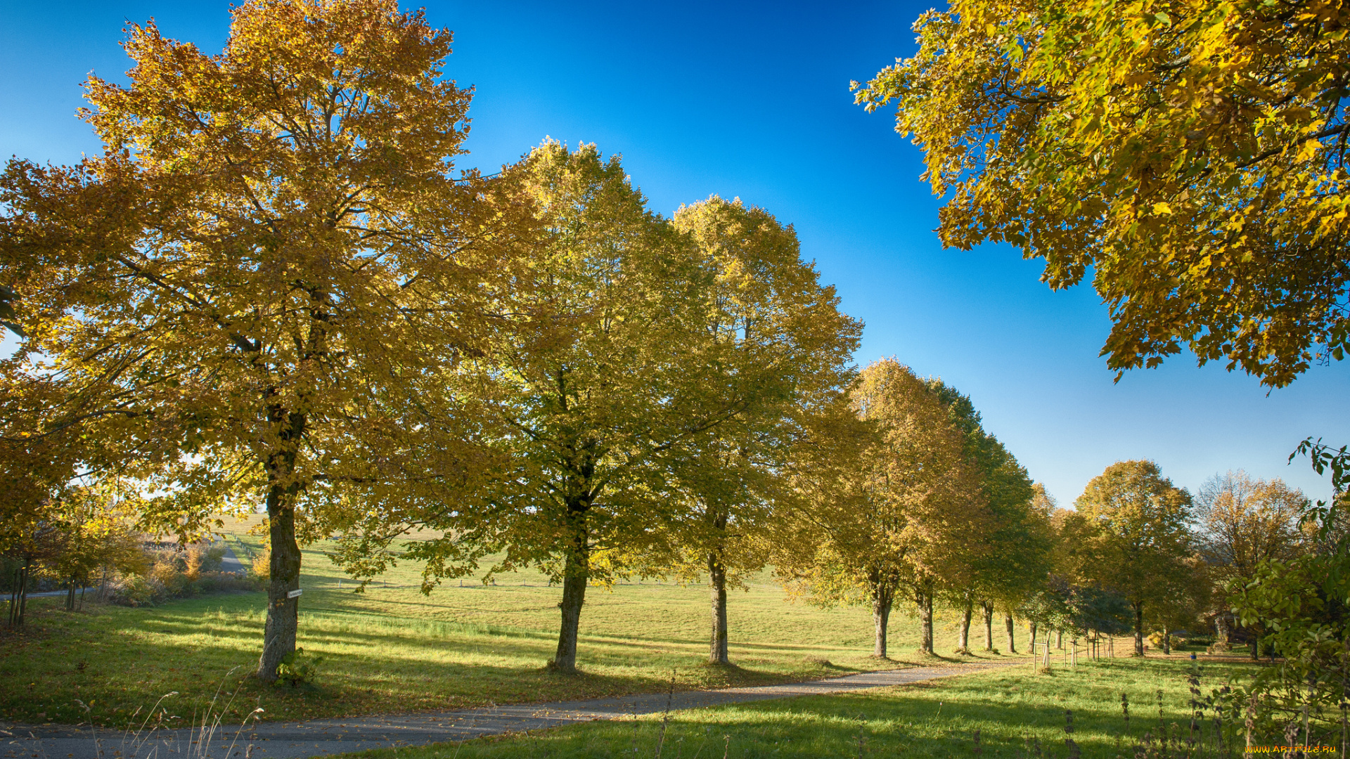 природа, дороги, дорожка, трава, деревья
